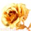 گل رز طلایی